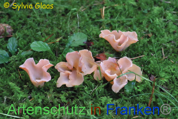 Copyright AiF Sylvia Glaas Bild zum Eintrag (101160-160)