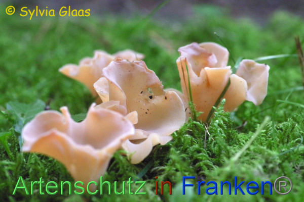 Copyright AiF Sylvia Glaas Bild zum Eintrag (101161-160)