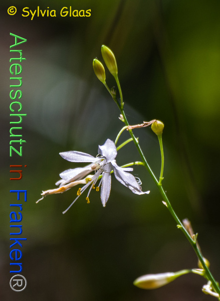 Copyright AiF Sylvia Glaas Bild zum Eintrag (101215-160)