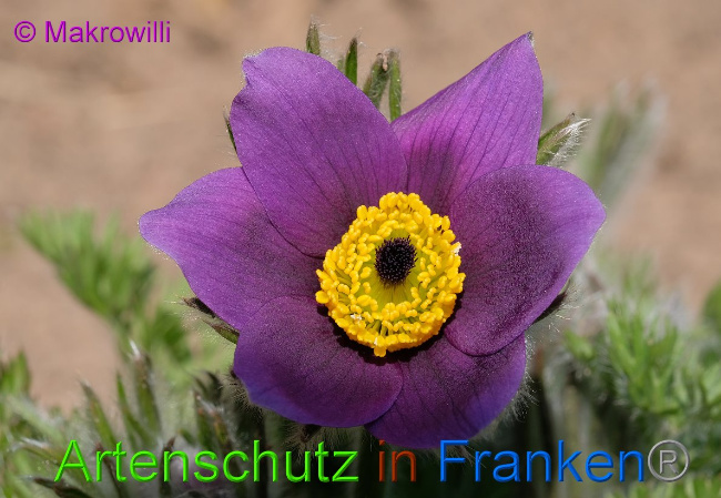 © Artenschutz in Franken® Makrowilli Bild zum Eintrag (1021067-160)
