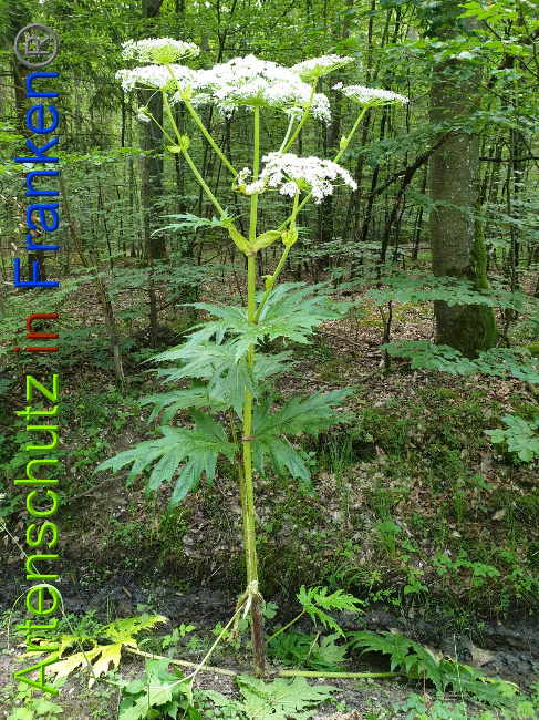 © Artenschutz in Franken® Bild zum Eintrag (1028344-160)