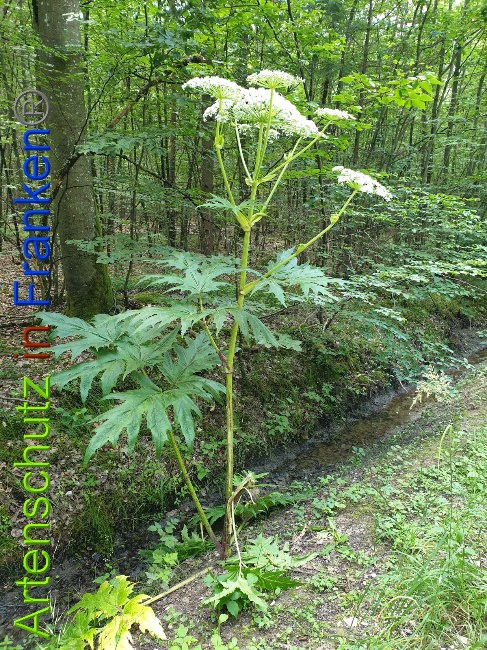© Artenschutz in Franken® Bild zum Eintrag (1028347-160)