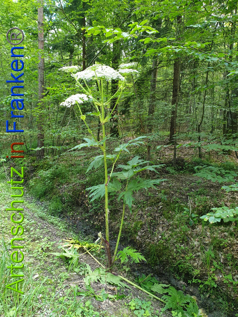 © Artenschutz in Franken® Bild zum Eintrag (1028348-160)