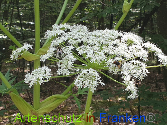 © Artenschutz in Franken® Bild zum Eintrag (1028351-160)