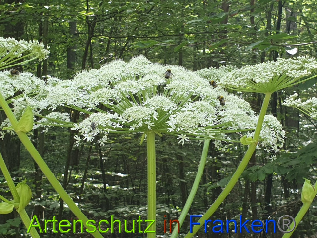 © Artenschutz in Franken® Bild zum Eintrag (1028352-160)