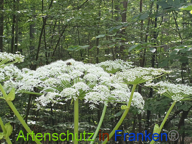 © Artenschutz in Franken® Bild zum Eintrag (1028353-160)