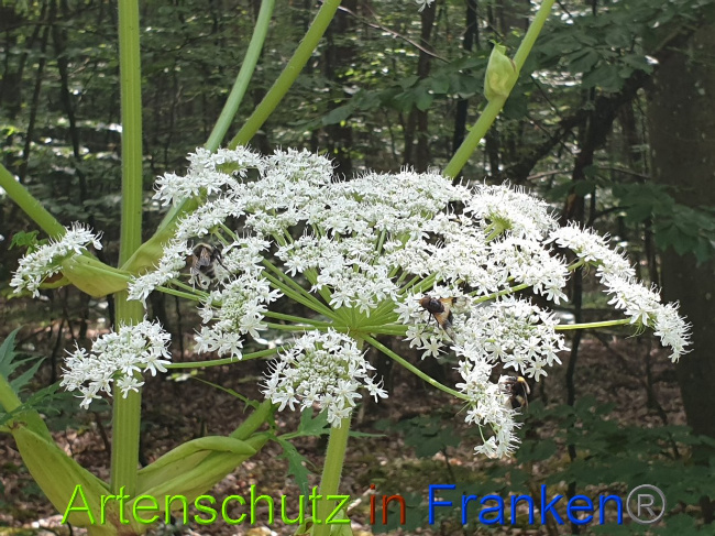 © Artenschutz in Franken® Bild zum Eintrag (1028354-160)
