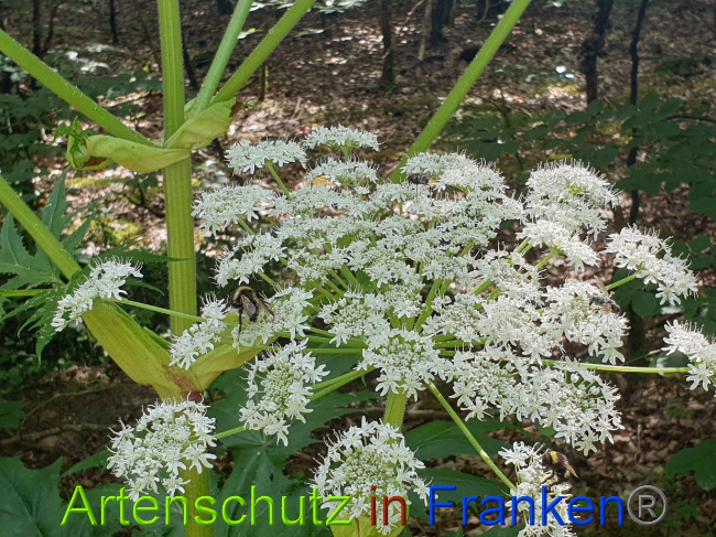 © Artenschutz in Franken® Bild zum Eintrag (1028355-160)