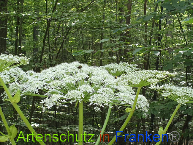 © Artenschutz in Franken® Bild zum Eintrag (1028356-160)