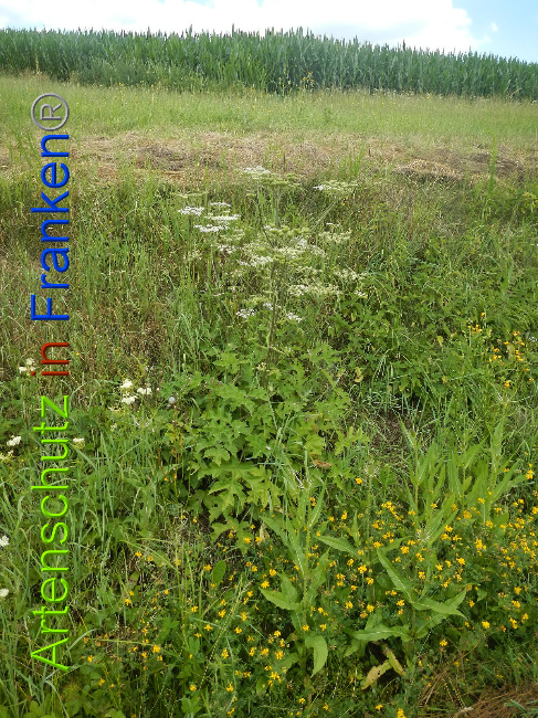 © Artenschutz in Franken® Bild zum Eintrag (1028463-160)