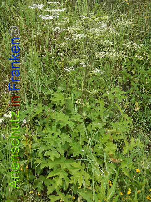 © Artenschutz in Franken® Bild zum Eintrag (1028464-160)
