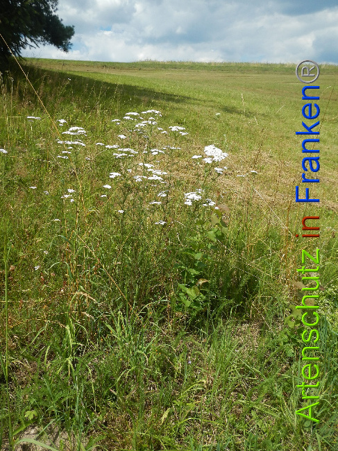 © Artenschutz in Franken® Bild zum Eintrag (1028469-160)