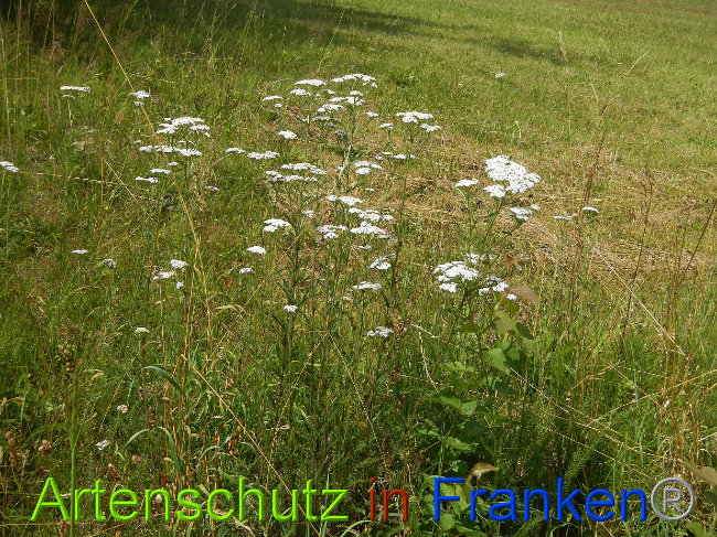 © Artenschutz in Franken® Bild zum Eintrag (1028470-160)