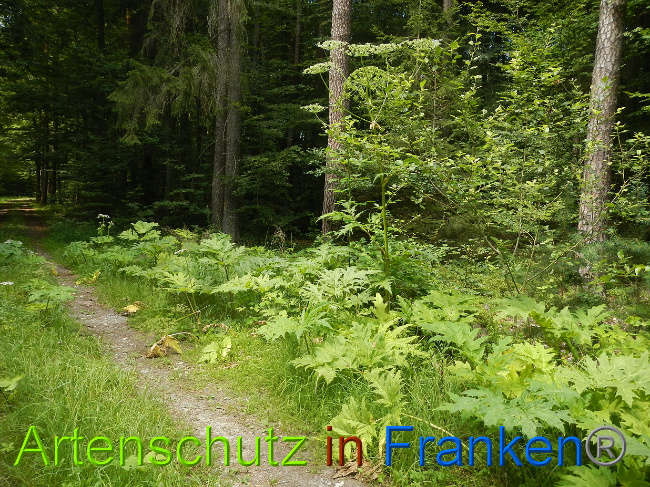 Bild zum Eintrag (1028550-160)