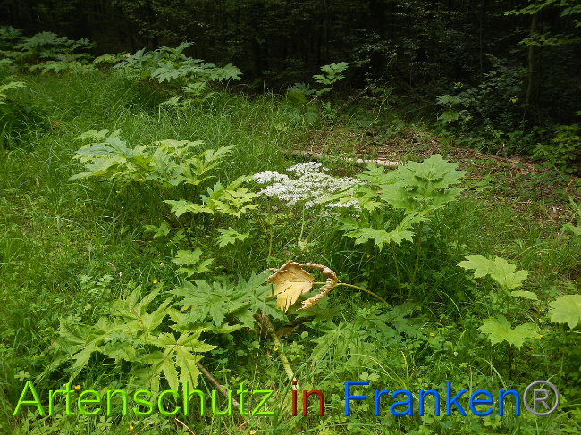 © Artenschutz in Franken® Bild zum Eintrag (1028552-160)
