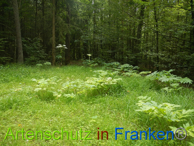 © Artenschutz in Franken® Bild zum Eintrag (1028553-160)