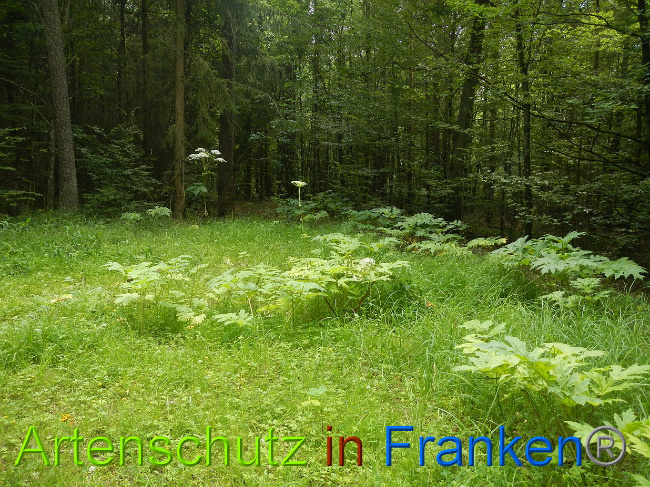 Bild zum Eintrag (1028553-160)