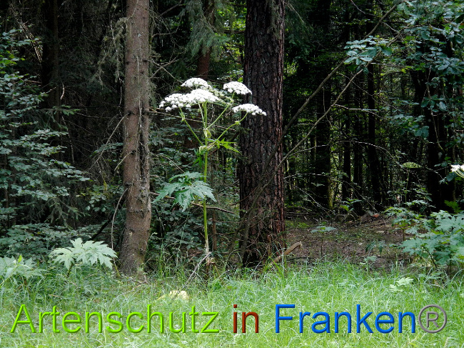© Artenschutz in Franken® Bild zum Eintrag (1028554-160)