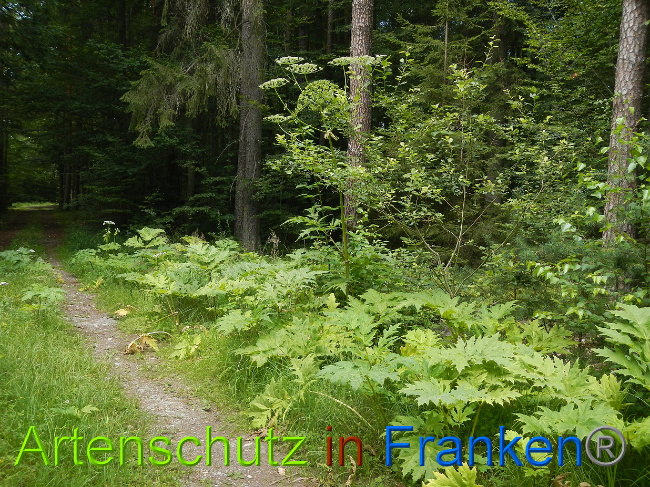 © Artenschutz in Franken® Bild zum Eintrag (1028559-160)