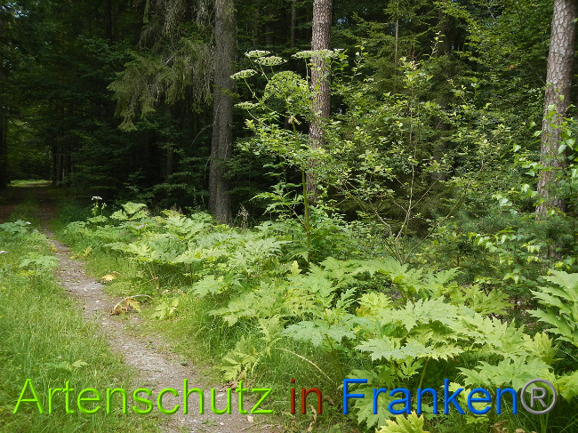 Bild zum Eintrag (1028559-160)