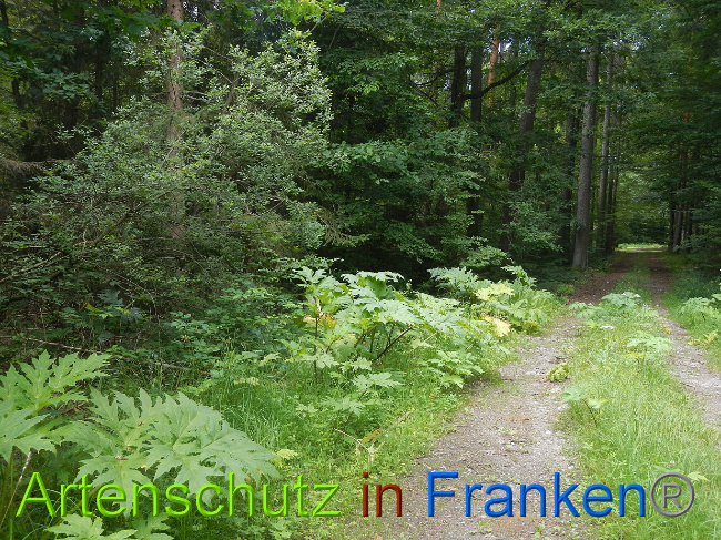 © Artenschutz in Franken® Bild zum Eintrag (1028560-160)