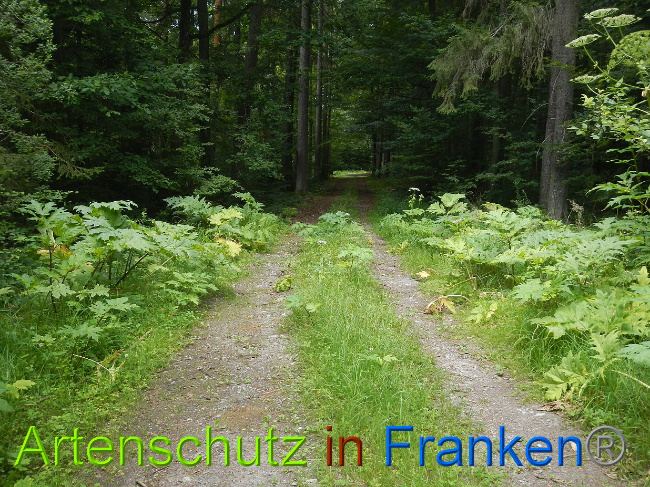 © Artenschutz in Franken® Bild zum Eintrag (1028561-160)