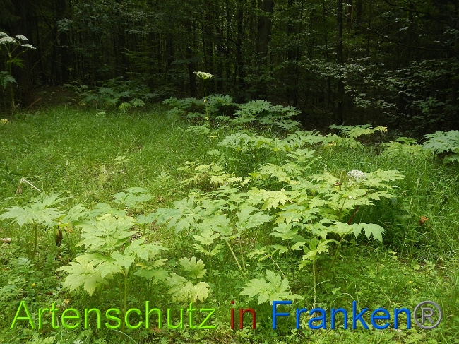 Bild zum Eintrag (1028563-160)