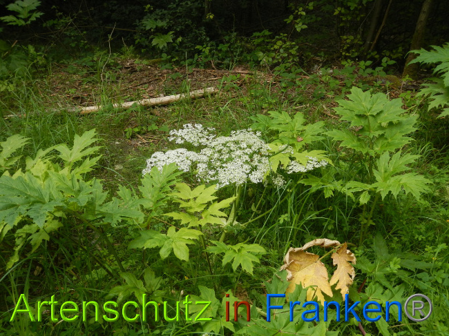 © Artenschutz in Franken® Bild zum Eintrag (1028566-160)