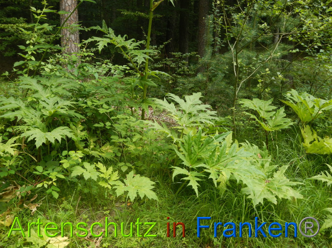 © Artenschutz in Franken® Bild zum Eintrag (1028567-160)