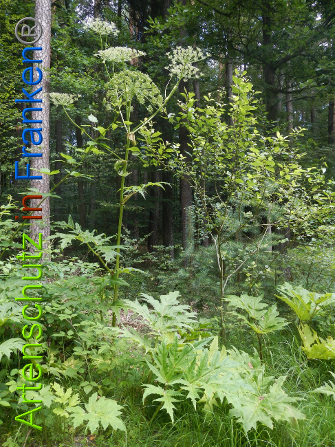 © Artenschutz in Franken® Bild zum Eintrag (1028568-160)