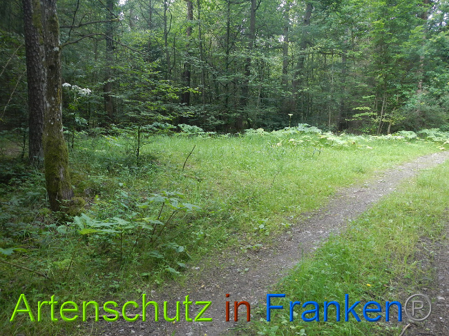 © Artenschutz in Franken® Bild zum Eintrag (1028575-160)