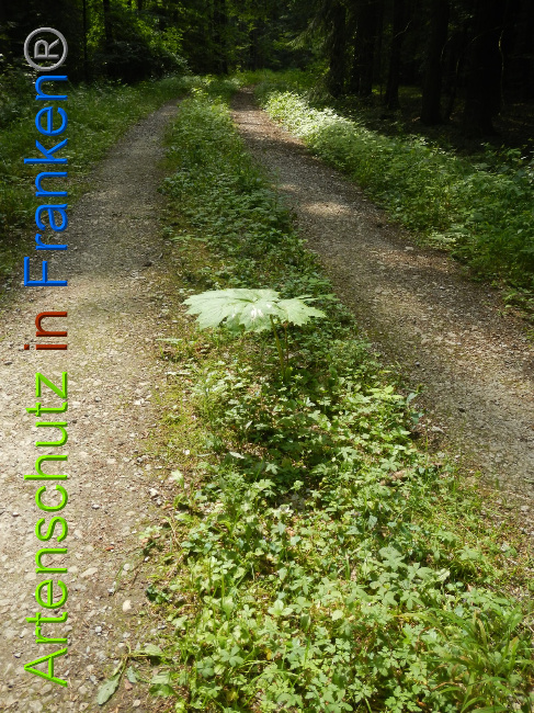 © Artenschutz in Franken® Bild zum Eintrag (1028576-160)