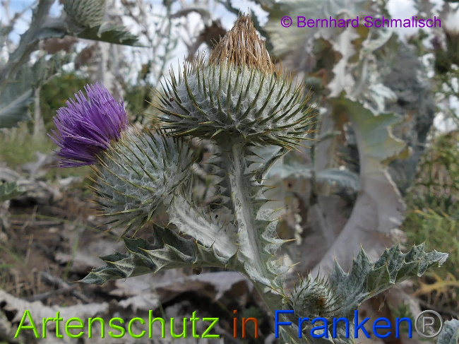 © Artenschutz in Franken® / Bernhard Schmalisch Bild zum Eintrag (1029288-160)