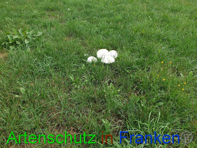 © Artenschutz in Franken® Bild zum Eintrag (1032474-160)
