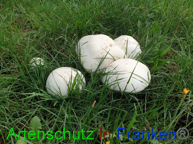 © Artenschutz in Franken® Bild zum Eintrag (1032475-160)