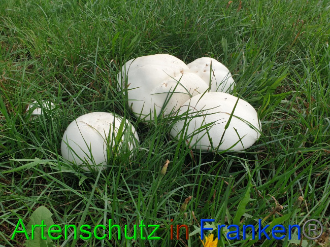© Artenschutz in Franken® Bild zum Eintrag (1032476-160)