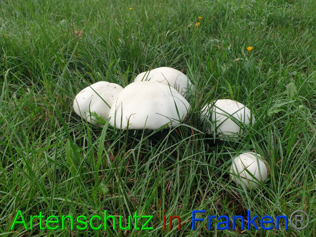© Artenschutz in Franken® Bild zum Eintrag (1032478-160)