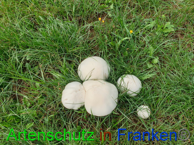 © Artenschutz in Franken® Bild zum Eintrag (1032479-160)