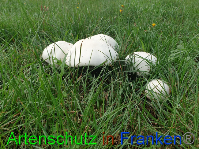 © Artenschutz in Franken® Bild zum Eintrag (1032480-160)