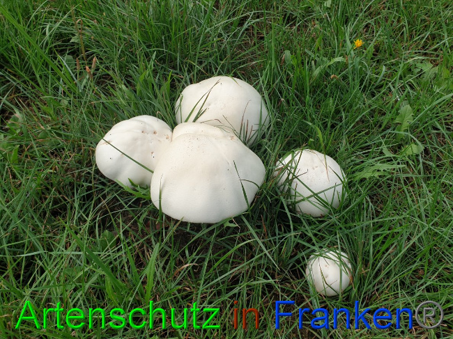 © Artenschutz in Franken® Bild zum Eintrag (1032482-160)