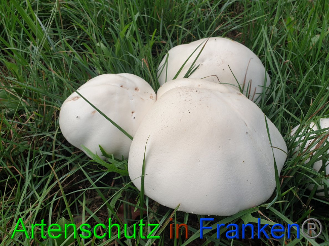 © Artenschutz in Franken® Bild zum Eintrag (1032483-160)