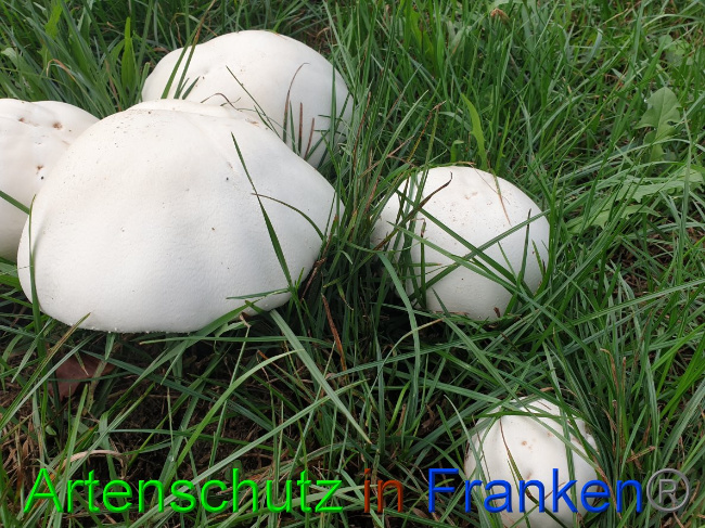 © Artenschutz in Franken® Bild zum Eintrag (1032484-160)
