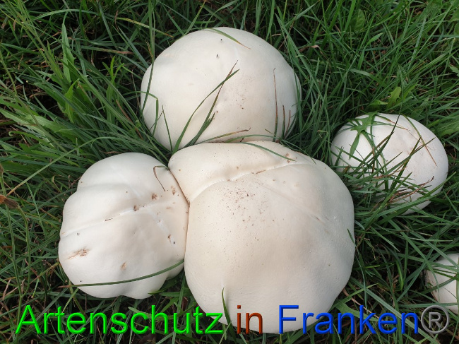 © Artenschutz in Franken® Bild zum Eintrag (1032487-160)