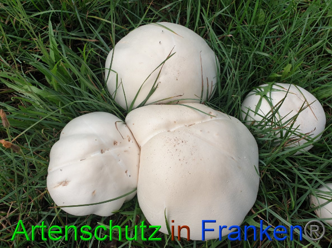 © Artenschutz in Franken® Bild zum Eintrag (1032488-160)