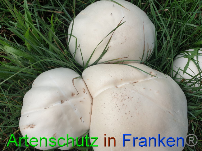 © Artenschutz in Franken® Bild zum Eintrag (1032489-160)