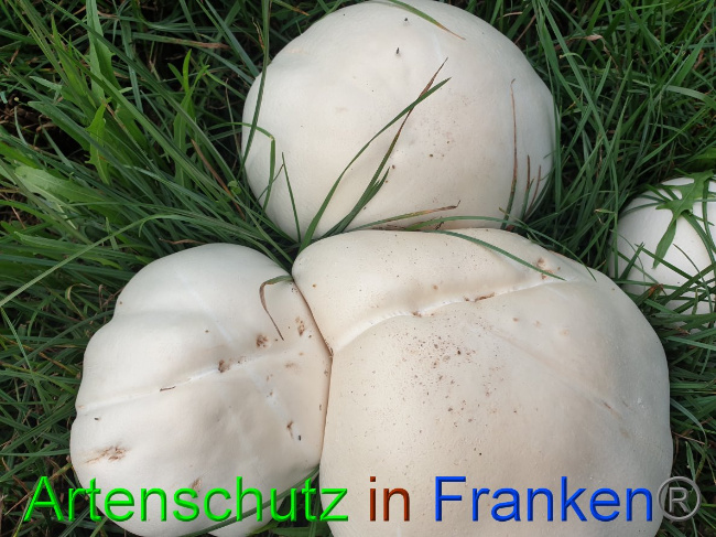 © Artenschutz in Franken® Bild zum Eintrag (1032490-160)
