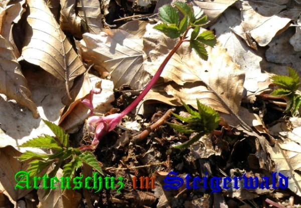 © Artenschutz in Franken® Bild zum Eintrag (1041568-160)