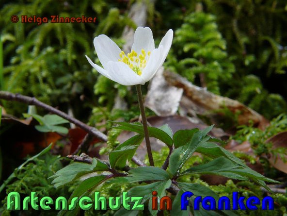 Copyright AiS Helga Zinnecker Bild zum Eintrag (1041569-160)