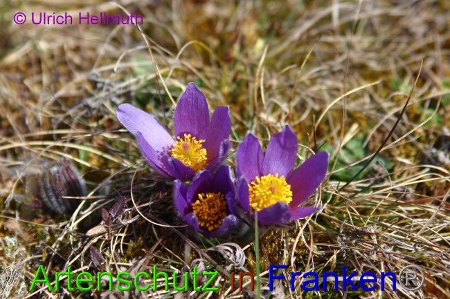 © Artenschutz in Franken® / Ulrich Hellmuth Bild zum Eintrag (1045583-160)