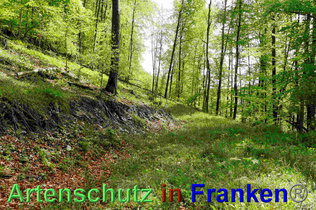 © Artenschutz in Franken® / Helga Zinnecker Bild zum Eintrag (1048705-160)